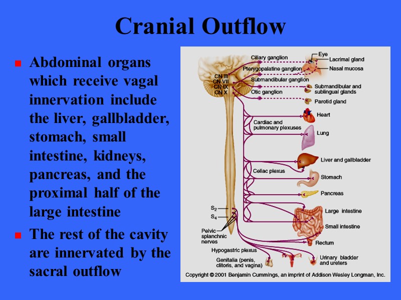 Cranial Outflow Abdominal organs which receive vagal  innervation include the liver, gallbladder, stomach,